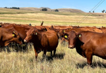 FMD continues to spread in Free State despite vaccination campaign