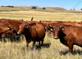 FMD continues to spread in Free State despite vaccination campaign