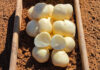 The importance of developing new potato cultivars