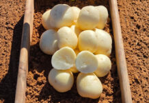 The importance of developing new potato cultivars
