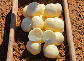 The importance of developing new potato cultivars
