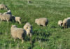 Versatility: the secret to cover crop success