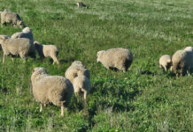 Versatility: the secret to cover crop success