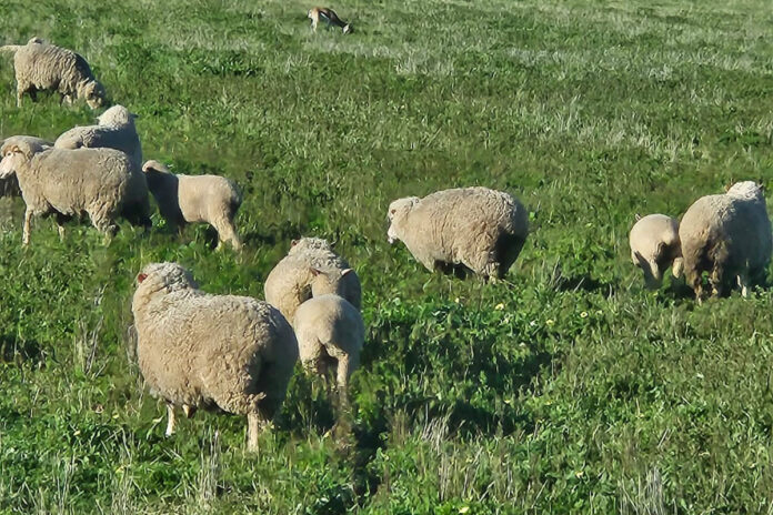 Versatility: the secret to cover crop success