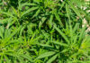 Post-harvest pitfalls threaten cannabis quality