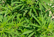 Post-harvest pitfalls threaten cannabis quality
