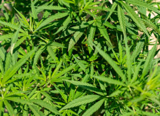 Post-harvest pitfalls threaten cannabis quality