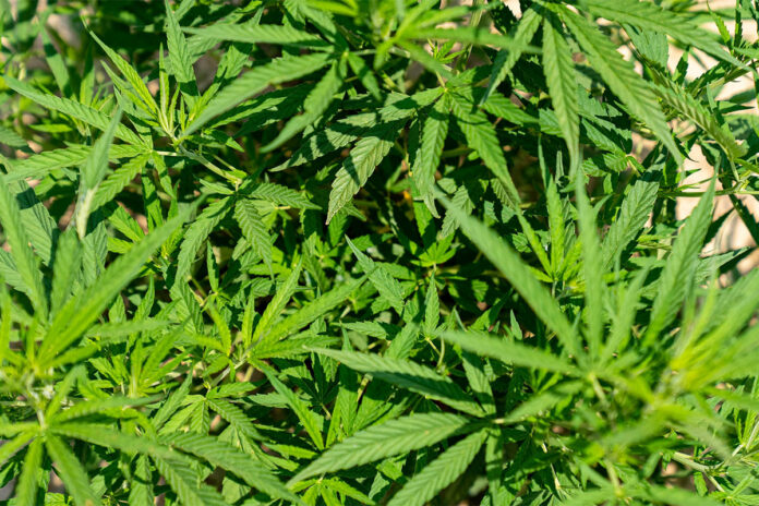 Post-harvest pitfalls threaten cannabis quality