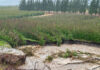 True cost of May floods in Western Cape still unfolding