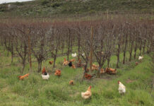 Pest management starts with better decisions, not more sprays