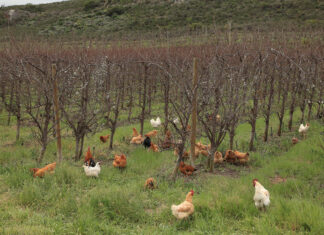 Pest management starts with better decisions, not more sprays