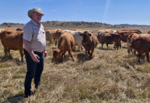 Award-winning Tuli breeder lays out four factors for success