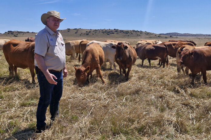 Award-winning Tuli breeder lays out four factors for success