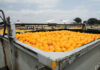 Tiger Brands gets all of its Oros oranges from local growers
