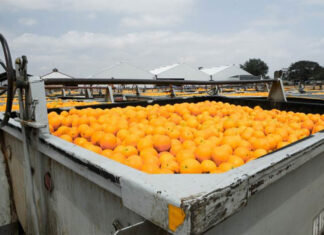 Tiger Brands gets all of its Oros oranges from local growers
