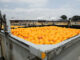 Tiger Brands gets all of its Oros oranges from local growers