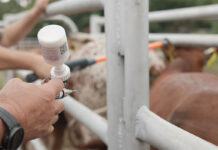 Digital platform aims to simplify FMD vaccination for farmers