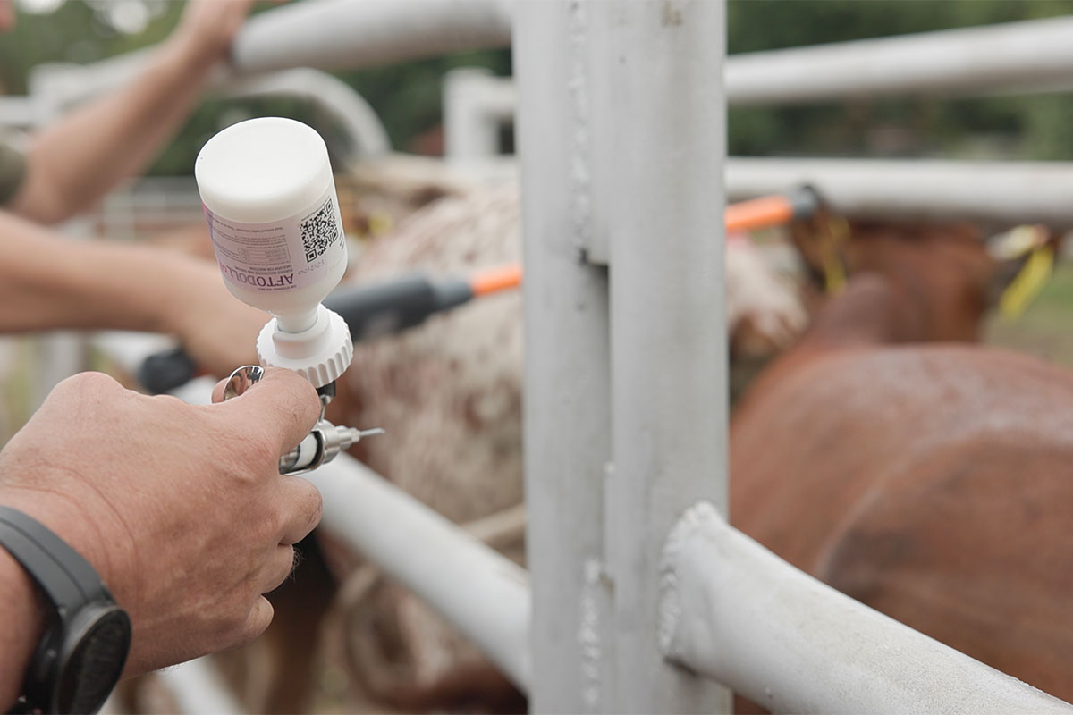 Digital platform aims to simplify FMD vaccination for farmers