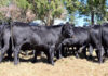 Functional efficiency is the foundation of profitable cattle production