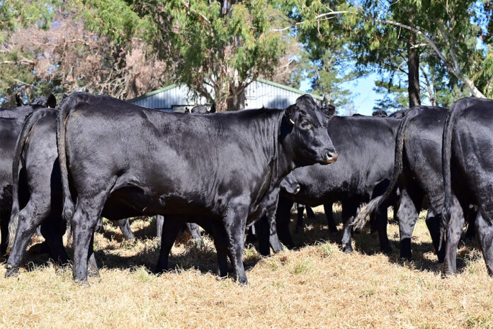 Functional efficiency is the foundation of profitable cattle production