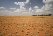 Early-developing El Niño raises risk of hotter, drier summer