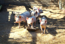 Pork producers rebuild after disease setbacks