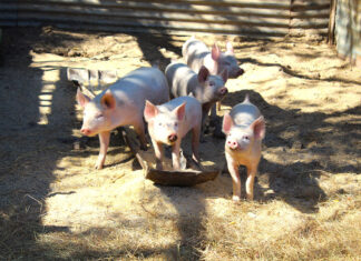 Pork producers rebuild after disease setbacks