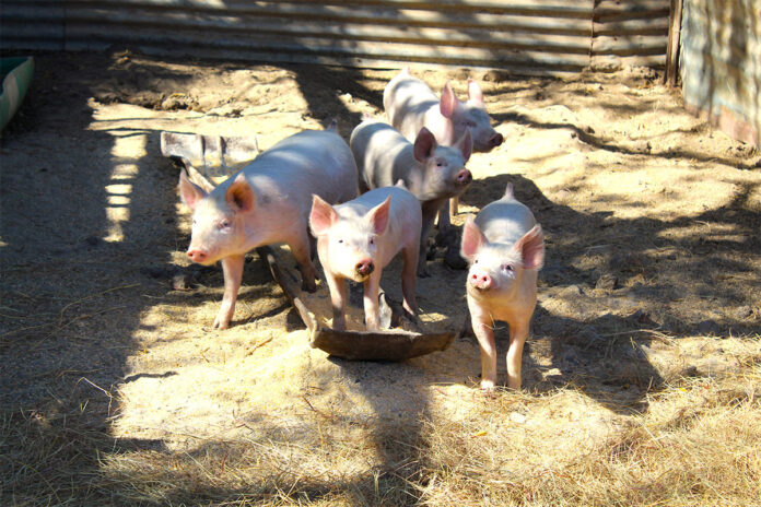 Pork producers rebuild after disease setbacks
