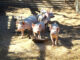 Pork producers rebuild after disease setbacks
