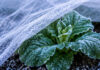Protecting South African crops from frost and weeds