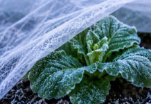 Protecting South African crops from frost and weeds
