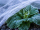 Protecting South African crops from frost and weeds