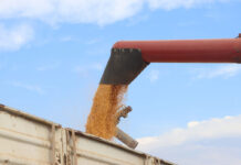 Eastern Cape launches R80m grain commercialisation initiative