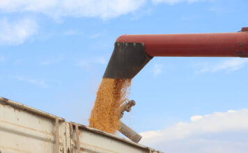 Eastern Cape launches R80m grain commercialisation initiative