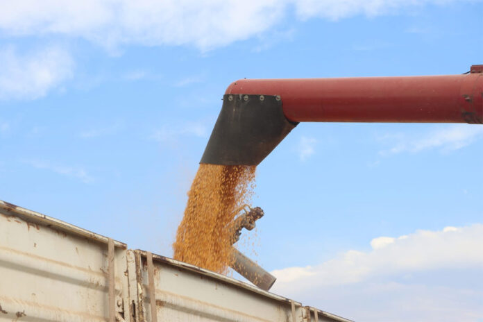 Eastern Cape launches R80m grain commercialisation initiative