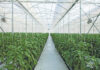 How lighting boosts greenhouse productivity