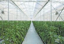 How lighting boosts greenhouse productivity
