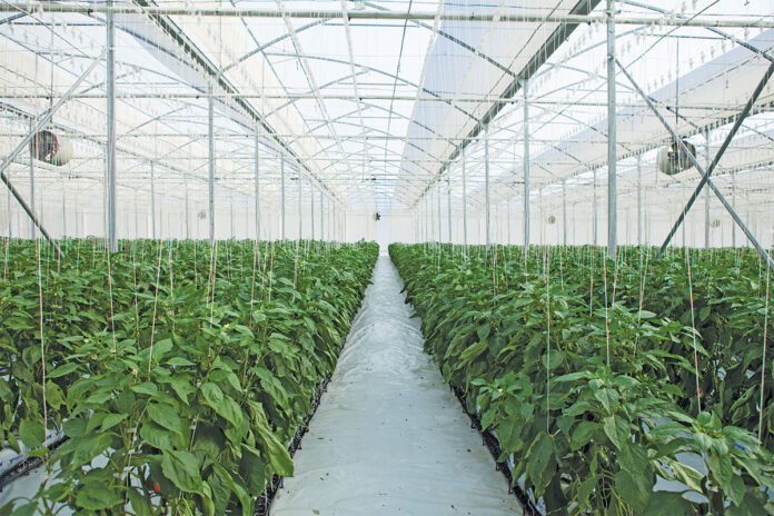 How lighting boosts greenhouse productivity