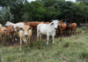 Sibonele Gumede’s journey into one of the world’s most efficient beef breeds