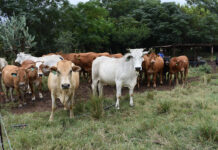 Sibonele Gumede’s journey into one of the world’s most efficient beef breeds