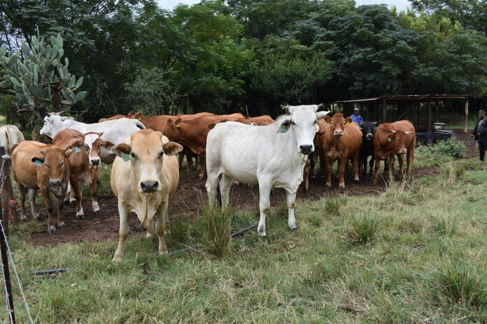 Sibonele Gumede’s journey into one of the world’s most efficient beef breeds