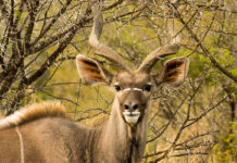 PHASA releases guidelines to prevent spread of FMD