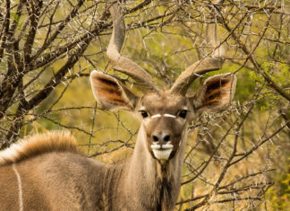 PHASA releases guidelines to prevent spread of FMD