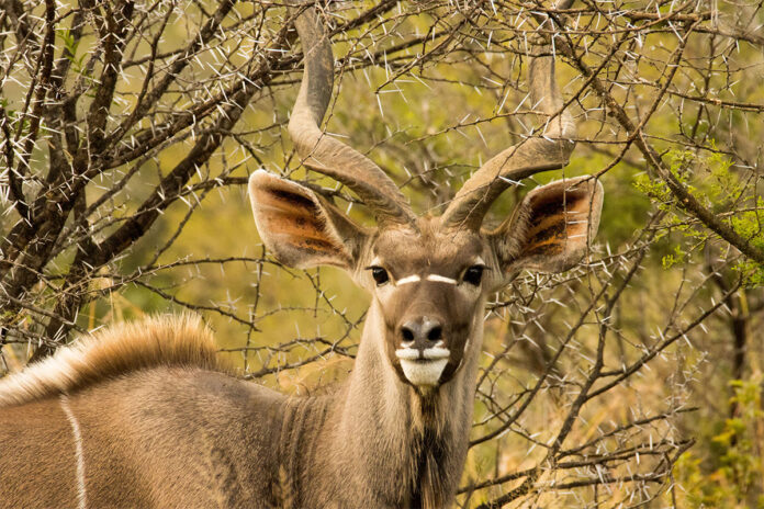 PHASA releases guidelines to prevent spread of FMD