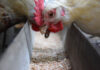 New HPAI vaccination policy requires stricter surveillance