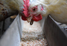 New HPAI vaccination policy requires stricter surveillance