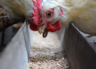 New HPAI vaccination policy requires stricter surveillance