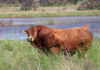 FMD crisis threatens Botswana’s cattle genetics