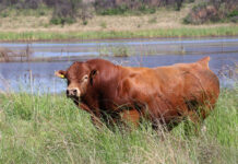 FMD crisis threatens Botswana’s cattle genetics