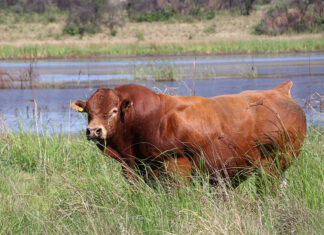 FMD crisis threatens Botswana’s cattle genetics